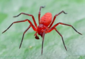 Araignée de boxe rouge