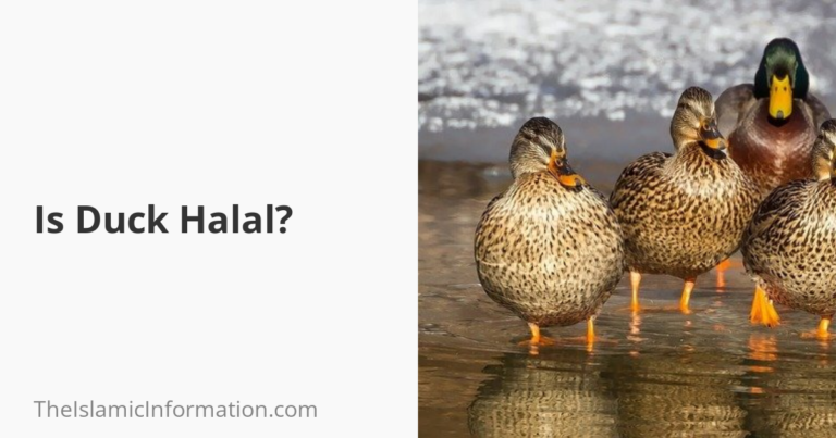 Le Canard est-il Halal ?  Les musulmans peuvent-ils en manger ?