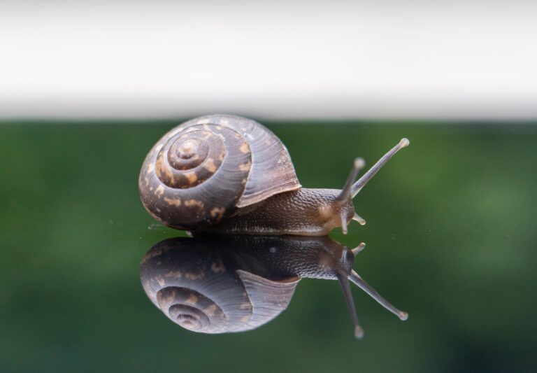 Est-ce que les Escargots sont Halal ? Une Exploration des Options Alimentaires Musulmanes.