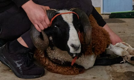 Mahomet lie les pattes d'un mouton alors qu'il le prépare pour le sacrifice rituel