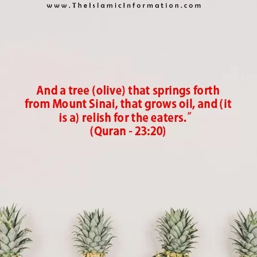 coran sur les olives