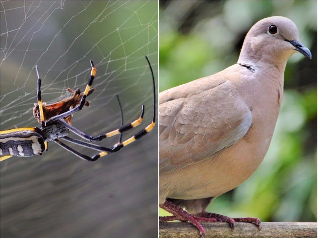 Oeufs de pigeon en toile d'araignée Grotte de Thawr