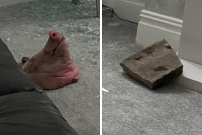 Une tête de cochon jetée dans une maison musulmane à Blackburn, au Royaume-Uni
