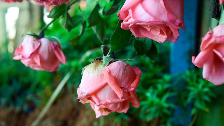 Retard du mariage : je perds espoir et foi