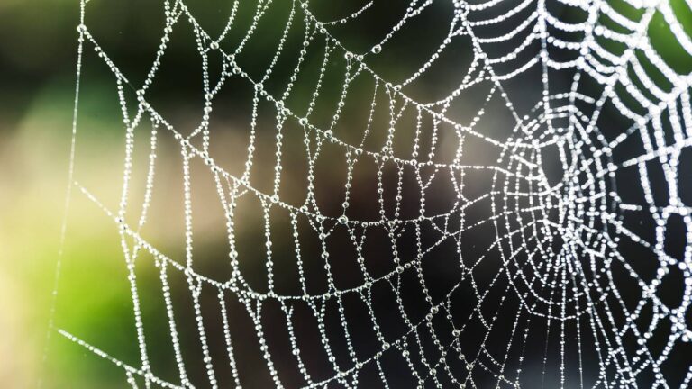 Comment le prophète Adam a survécu à la tromperie de Satan