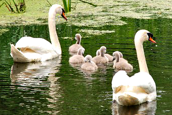 La gentillesse envers les parents non musulmans ?