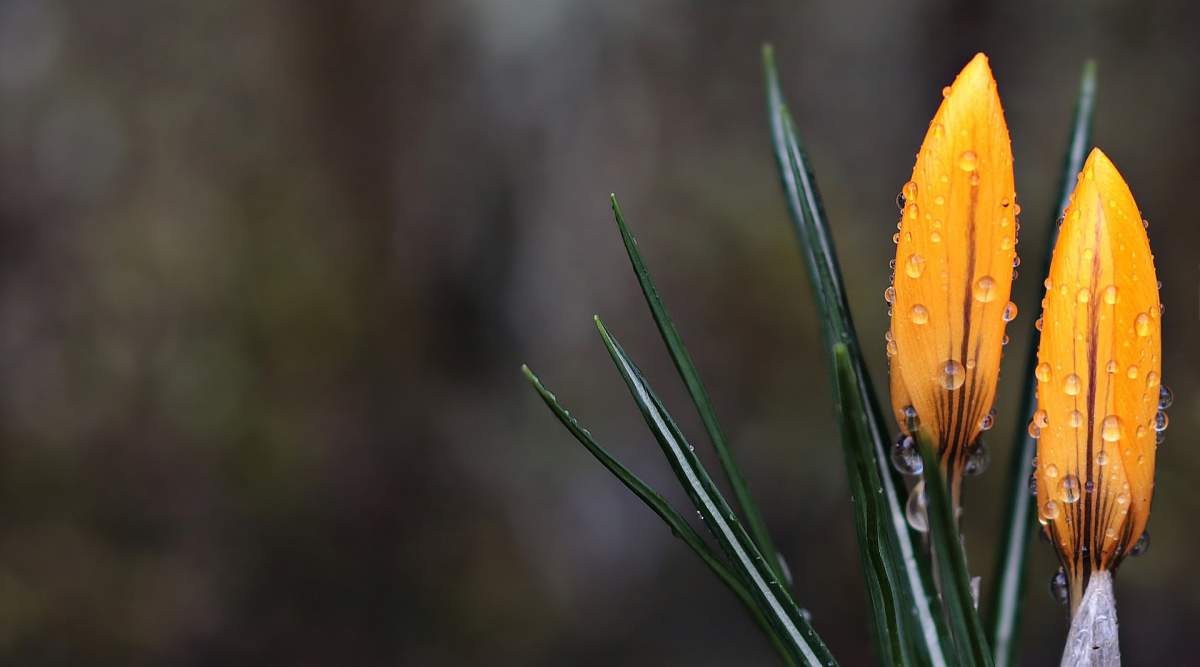 Guérissez votre âme avec des messages spirituels