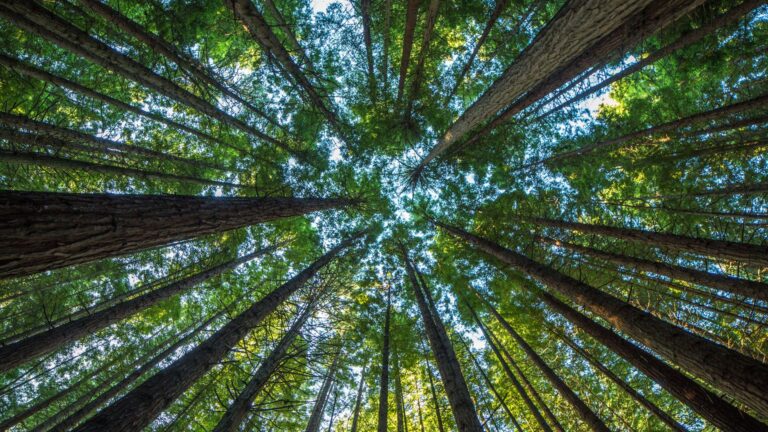 Qu’est-ce que le « Taqwa » et comment puis-je le développer ?