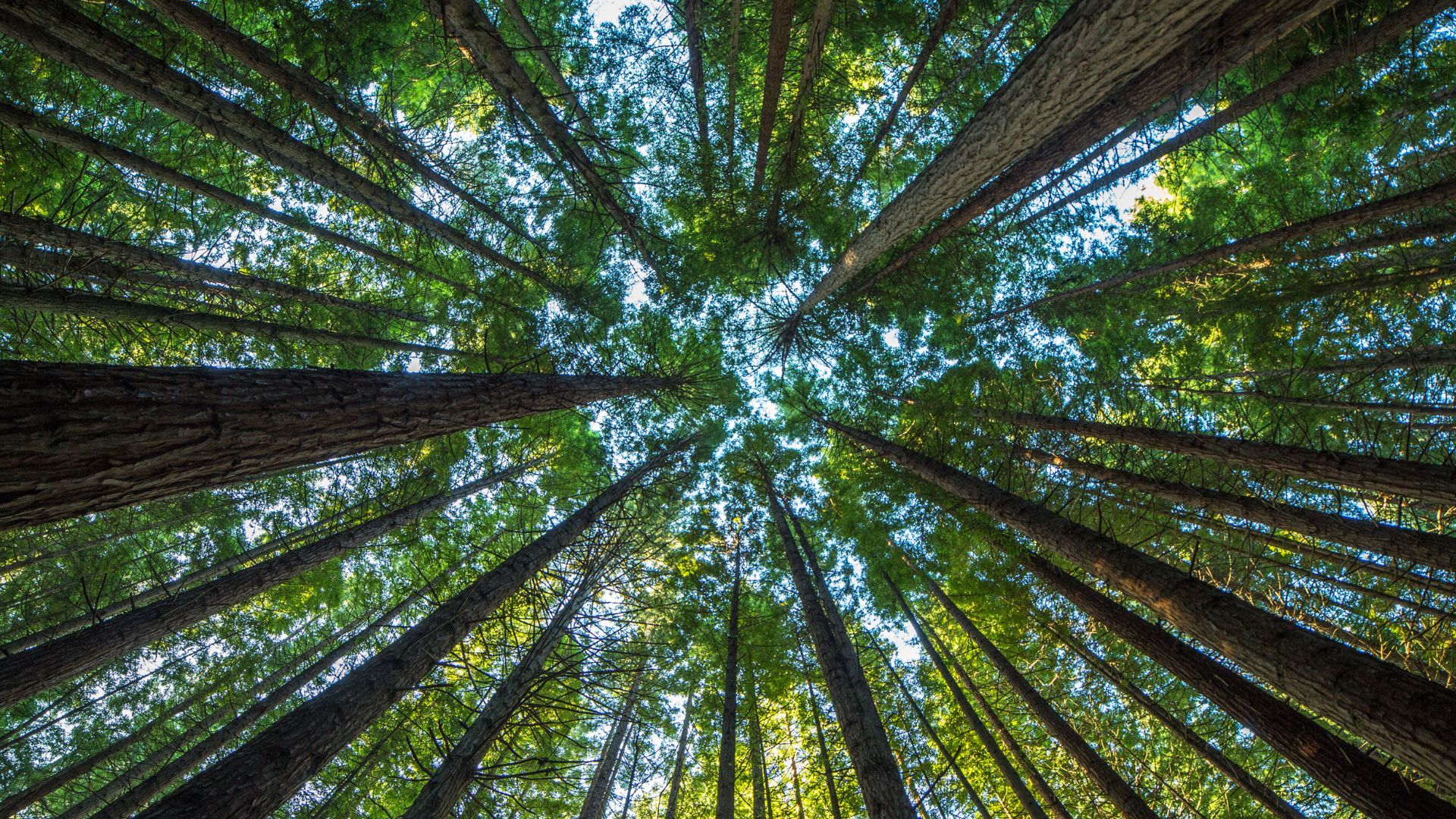 Qu’est-ce que le « Taqwa » et comment puis-je le développer ?