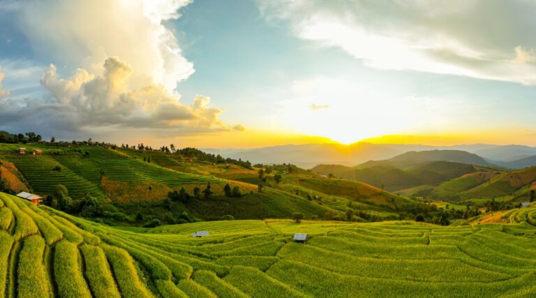 10 Hadiths verts… Ce que dit l’Islam sur l’environnement