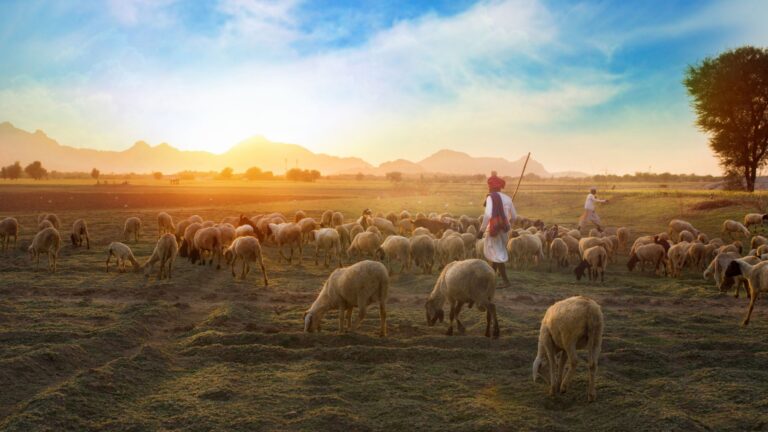 Envisager des alternatives au sacrifice animal