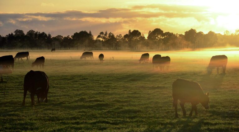 Le concept de sacrifice animal en Islam