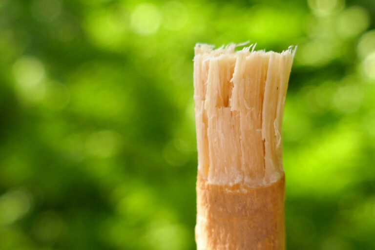 Siwak : médecine préventive pour vos dents

