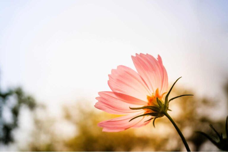 À la découverte de la personnalité d'Oum Habibah