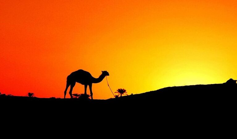 Ce compagnon a tout abandonné pour l'Hégire