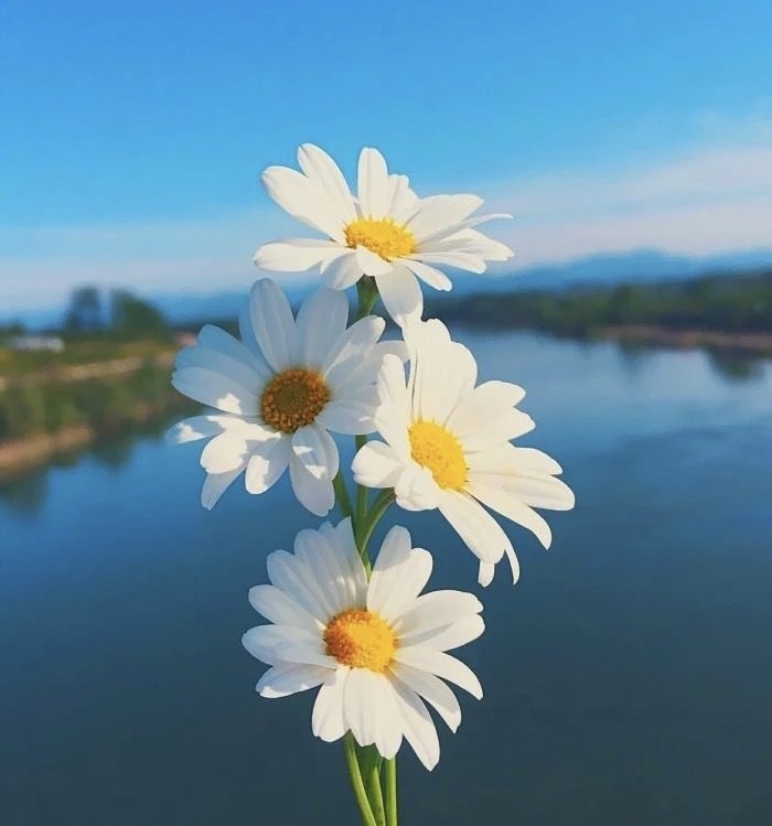 Demandez au conseiller
