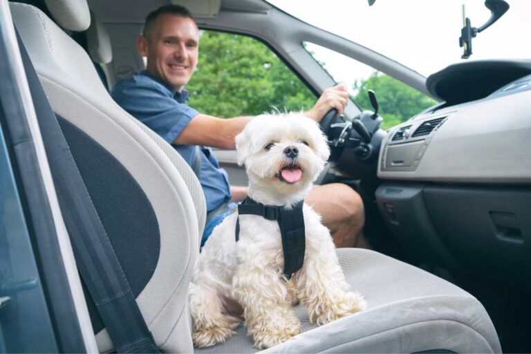Les musulmans peuvent-ils garder des chiens à la maison ?

