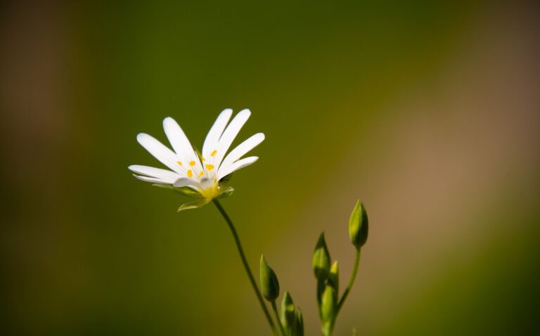Muslema Purmul : 3 conseils prophétiques pour une vie meilleure