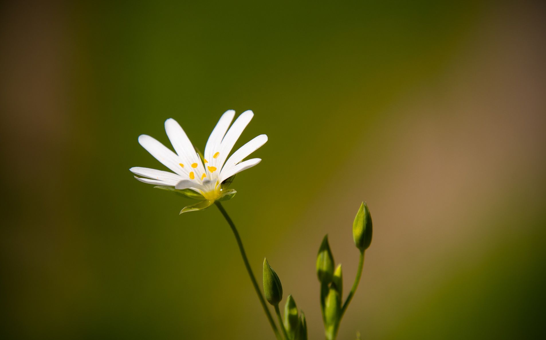 Muslema Purmul : 3 conseils prophétiques pour une vie meilleure