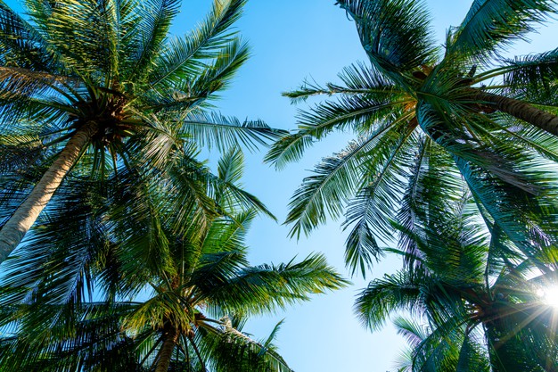 Quelle est la différence entre le paradis et le paradis en Islam ?