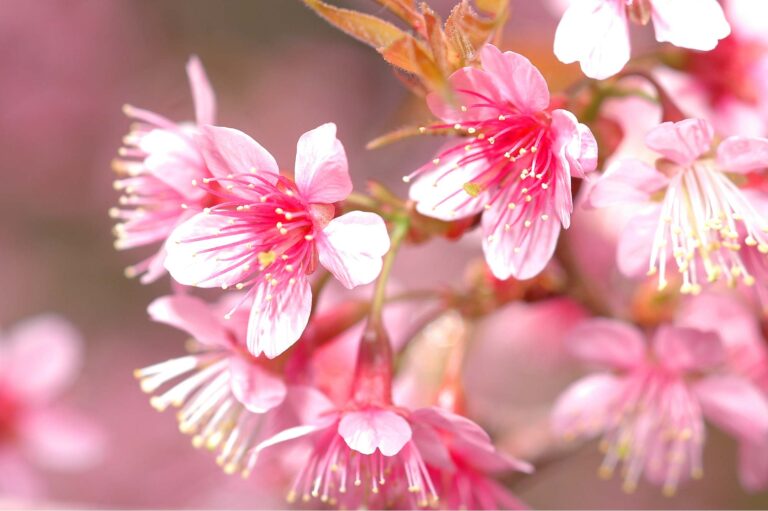 À la découverte de la personnalité de Khadijah bint Khuwaylid