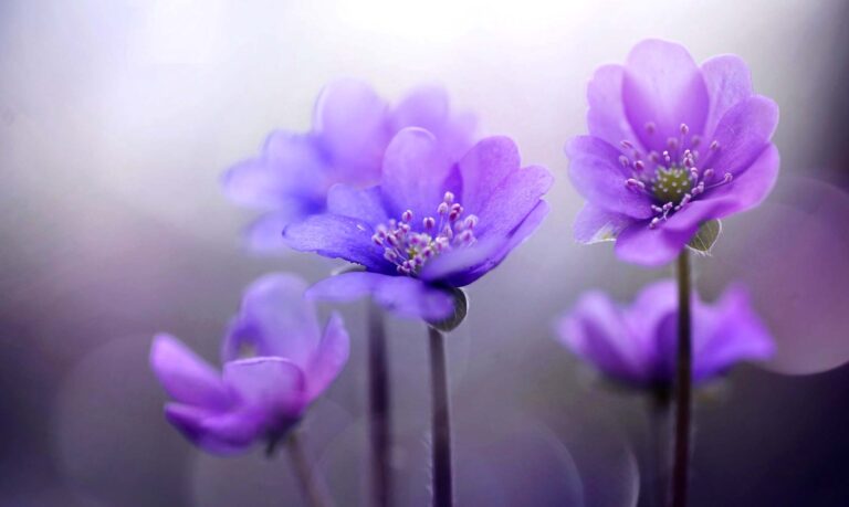 Découverte de la personnalité d'Aisha bint Abu Bakr