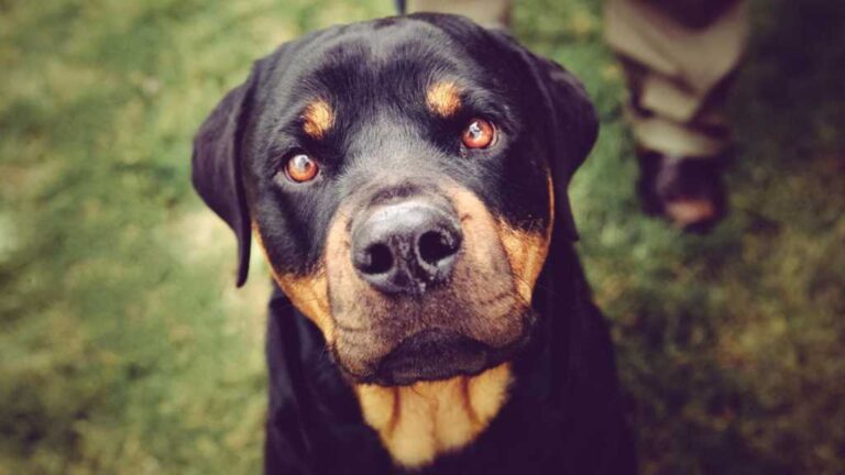 Comment surmonter ma peur des chiens