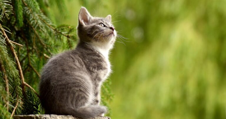 Ce que dit le prophète Mahomet à propos de la gentillesse envers les animaux