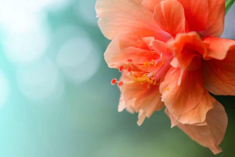 Juwayriyah bint al-Harith – D’une captive de guerre à l’épouse du Prophète (PSL)