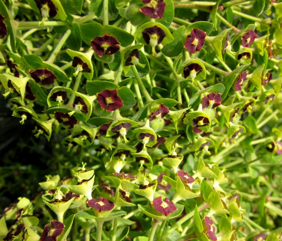 La souffrance peut-elle se transformer en miséricorde ?