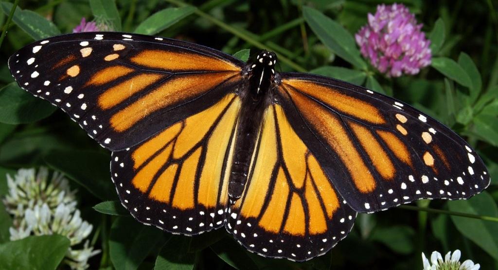 L’Islam nous donne-t-il la liberté d’aimer ?