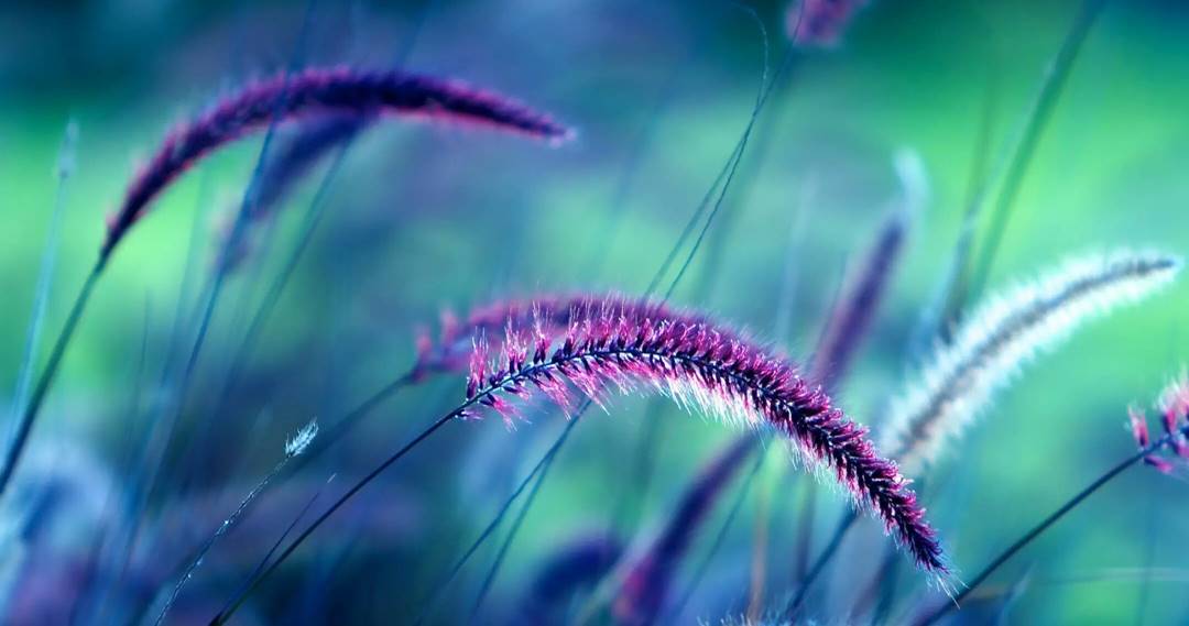 La miséricorde d'Allah est toujours là, apprenez à y puiser