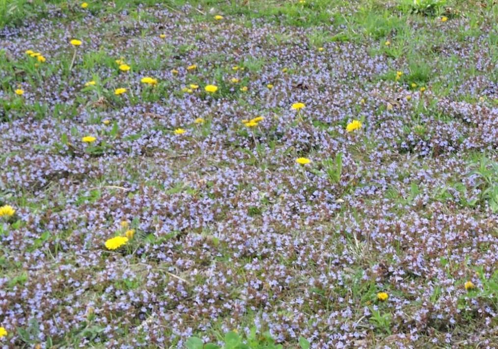 Perdre espoir dans ce monde : que dois-je faire ?