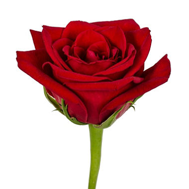 Pouvez-vous avoir des relations sexuelles deux fois sans Ghusl ?