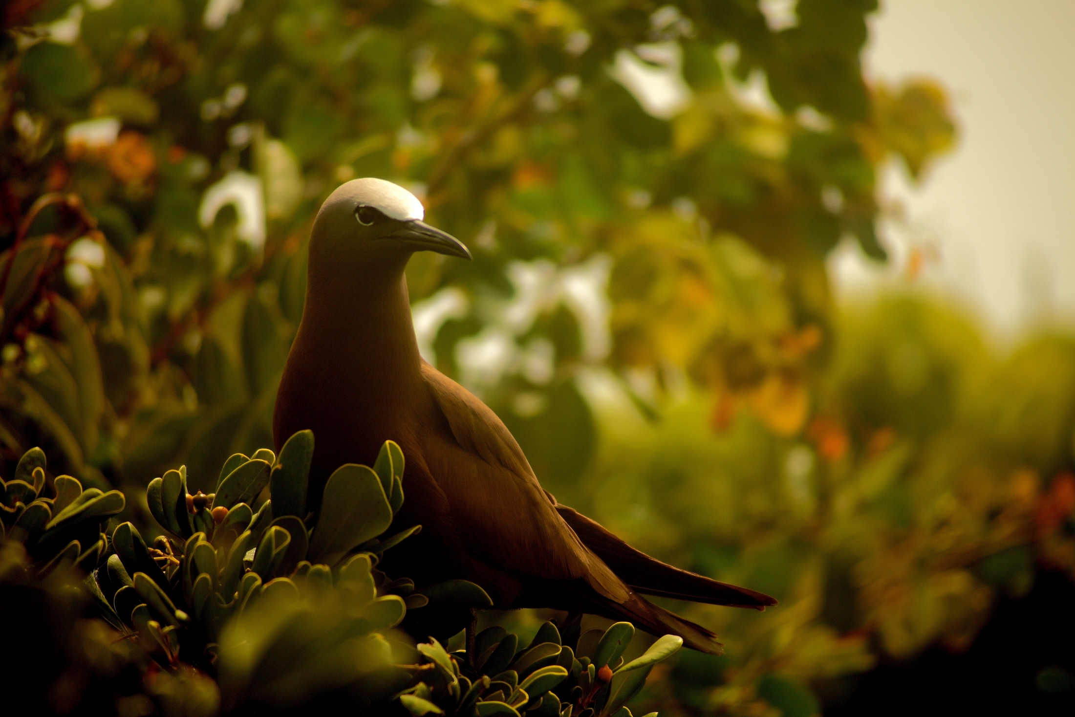 7 Miracles du Prophète Jésus (que la paix soit sur lui)