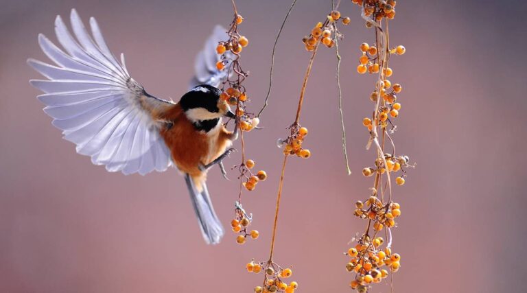 “Au nom d'Allah”, chante tout l'univers