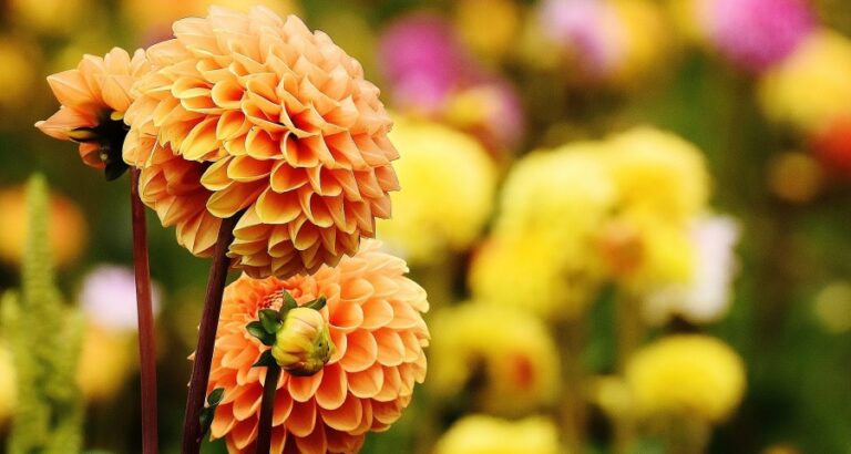 Entrer au paradis enchaîné !