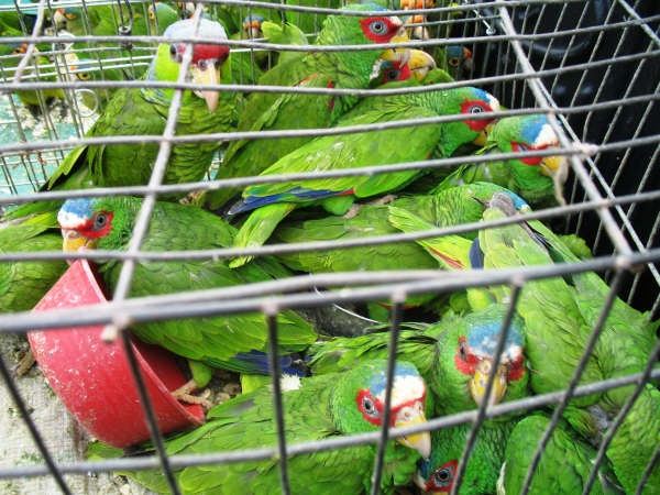 Est-il Haram de garder des oiseaux en cage ?