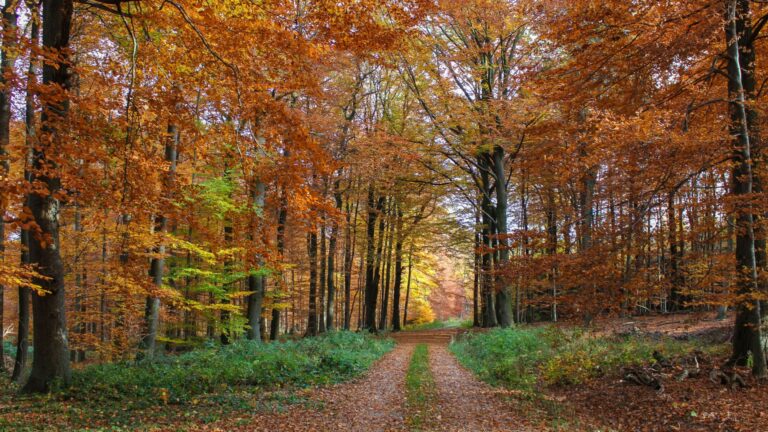 Le chemin vers la lumière