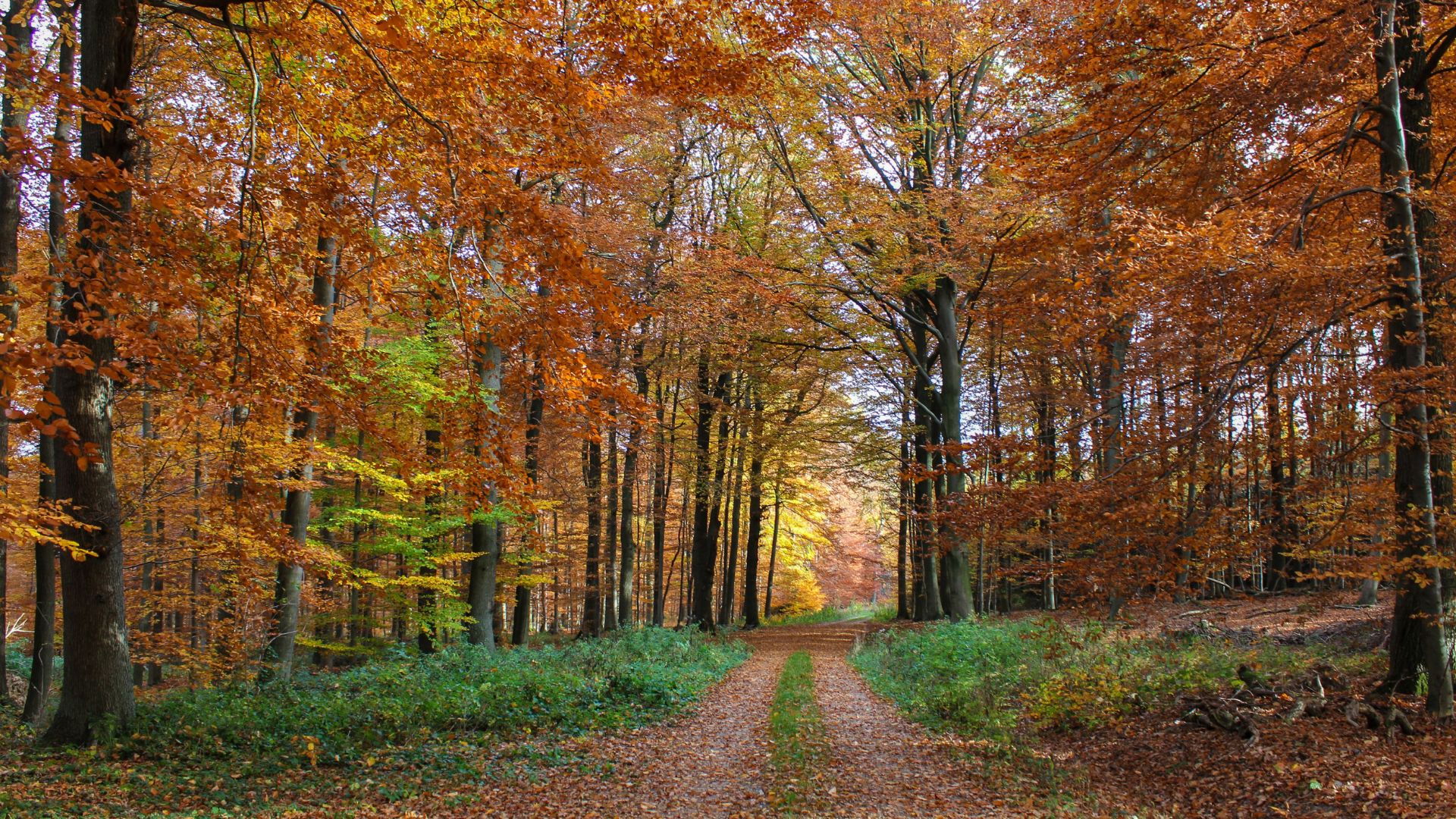 Le chemin vers la lumière