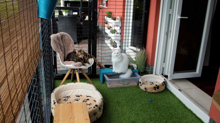 Les musulmans peuvent-ils avoir des animaux de compagnie ?