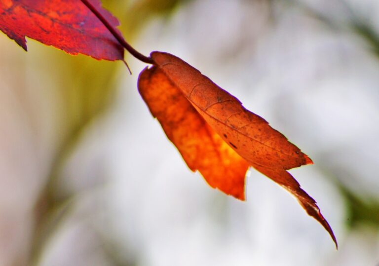 Comment devenir sans péché ?