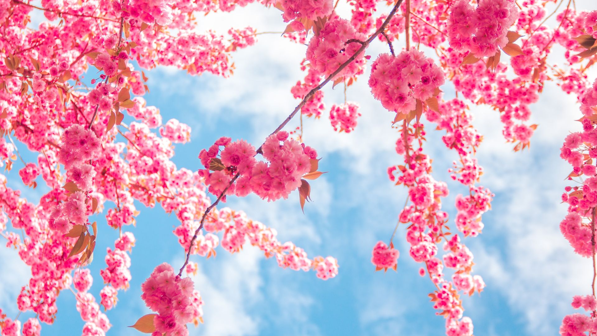 J'adore mon professeur; Il est marié et ne m'aime pas