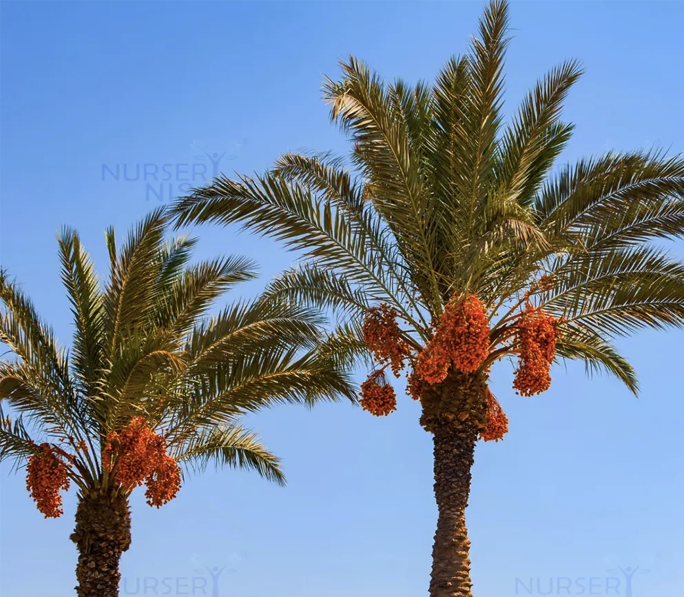 Plantes dans le Coran: Palme de date
