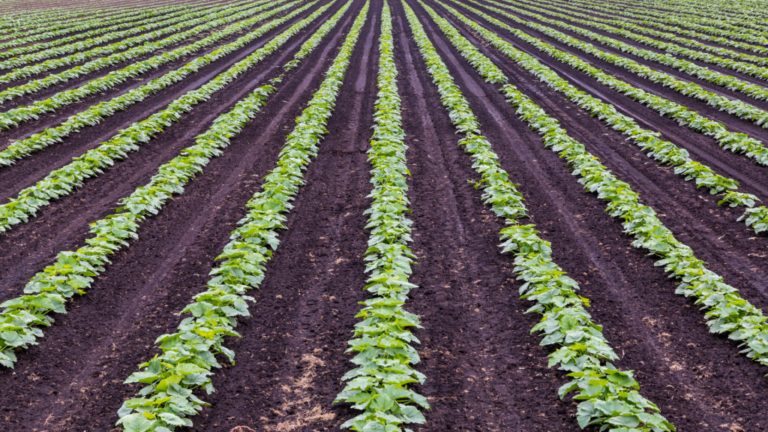 Pouvez-vous louer des terres agricoles à l'islam?