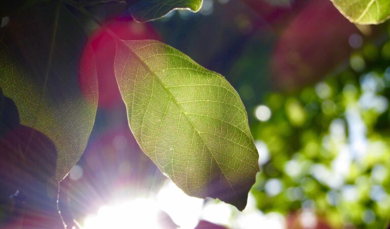 C'est la miséricorde originale… pas le péché