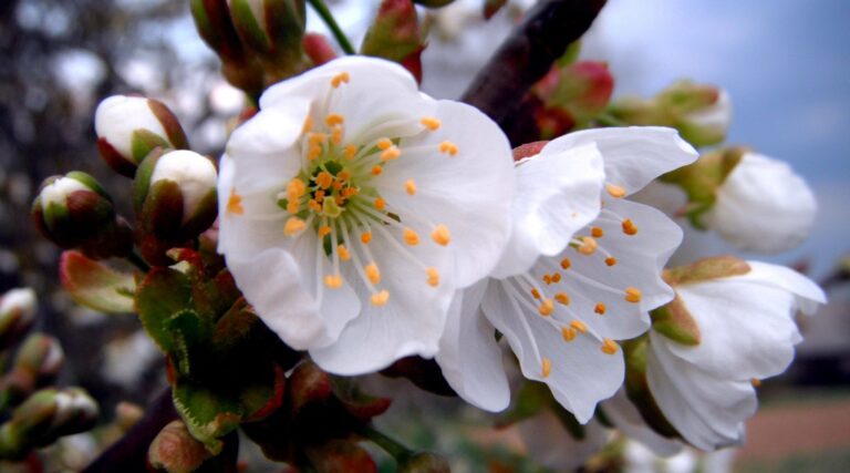 Qu'est-ce qui est si mauvais dans le sexe avant le mariage?