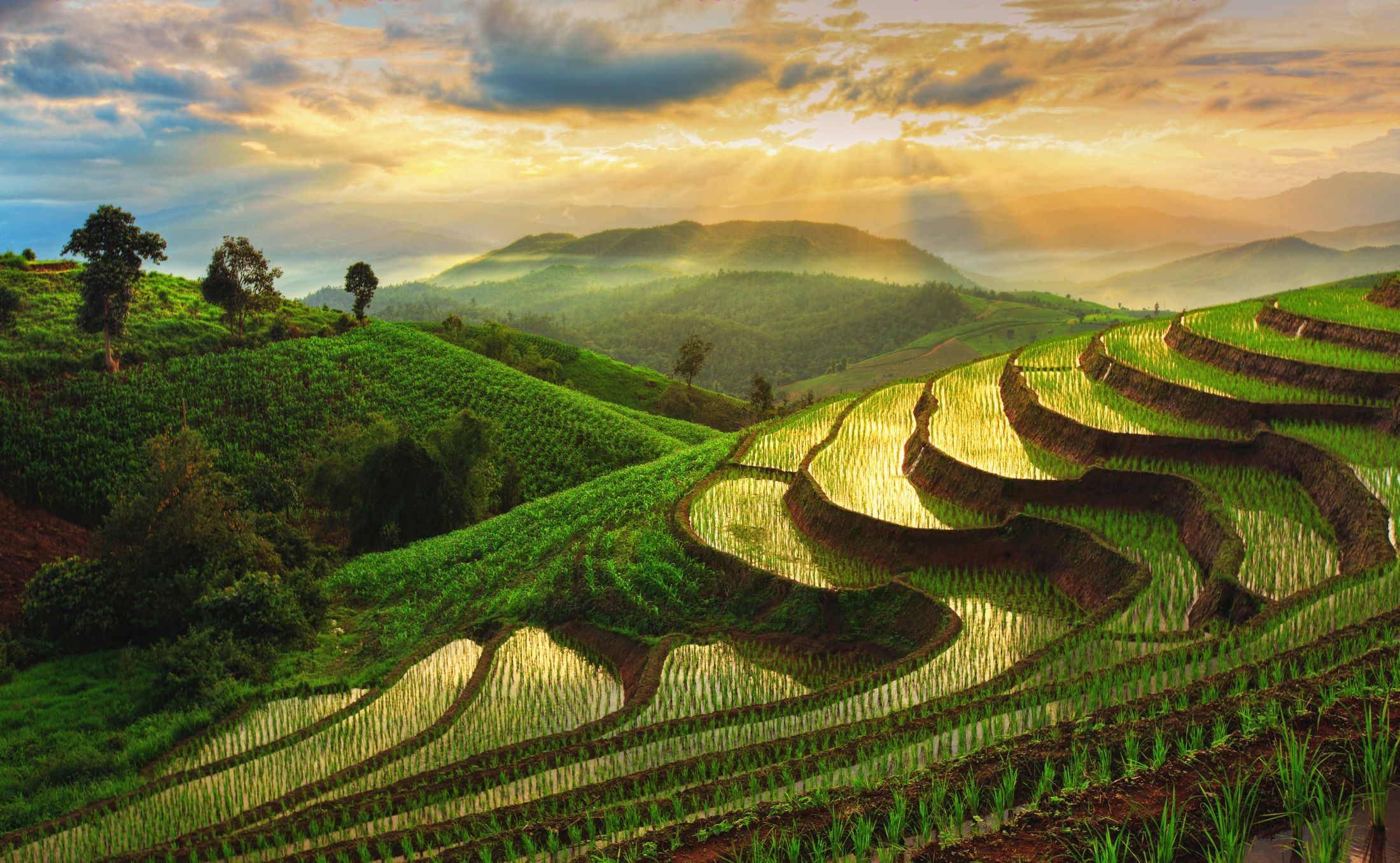 Les objectifs supérieurs de la loi islamique (maqasid cende-shariah)