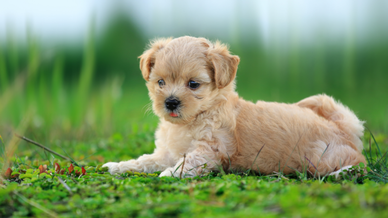 Comment comprendre les hadiths qui semblent durs