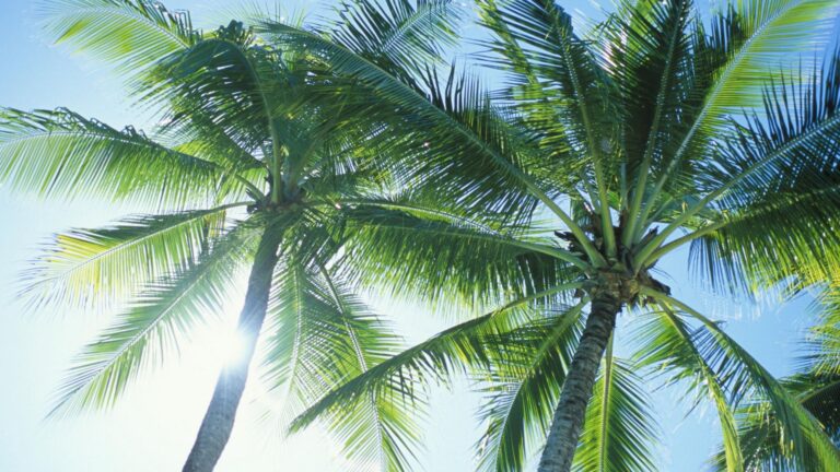 Dans quelle mesure connaissez-vous le prophète Mahomet ?